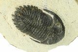 Bargain, Hollardops Trilobite Fossil - Ofaten, Morocco #287457-1